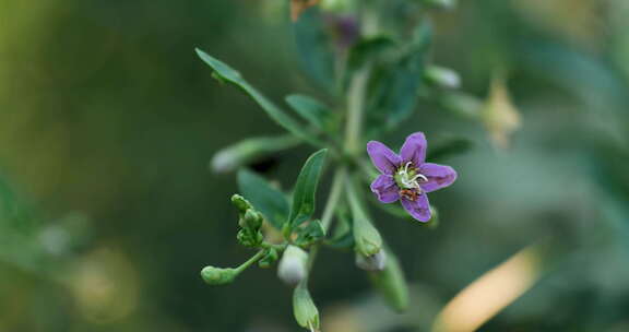 枸杞花枸杞蜜蜜蜂采蜜