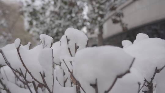 4K实拍｜雪后风景