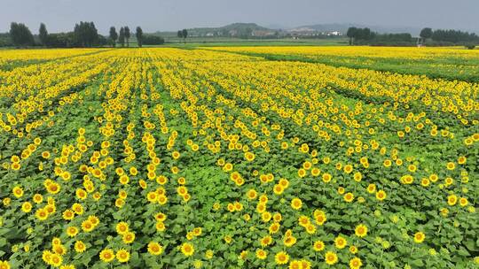 黄河岸畔，千亩向日葵竞相绽放美如画卷