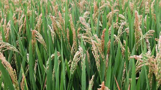 4K实拍丰收前雨天的稻田
