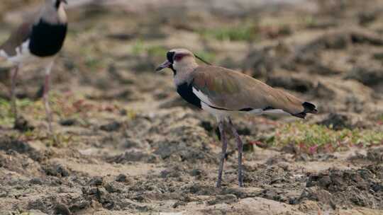 南方Lapwing，土壤，麻雀，鸟类