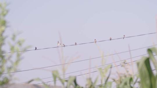 农村空镜电线杆上的小鸟意境视频