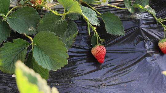 草莓大棚  草莓采摘园视频素材模板下载