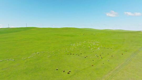 草原上吃草的羊群牛群