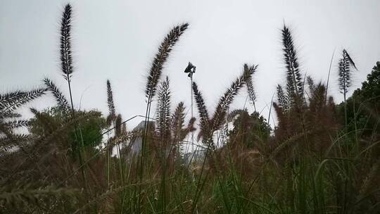 实拍野花野草植物