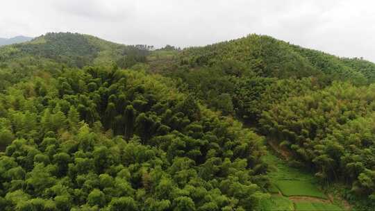 香樟树和茶树