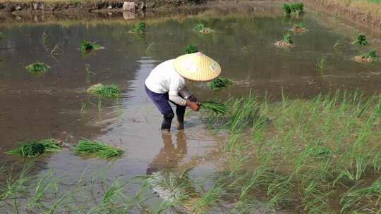 水稻田 农民用传统方式耕地 犁田 插秧 春耕