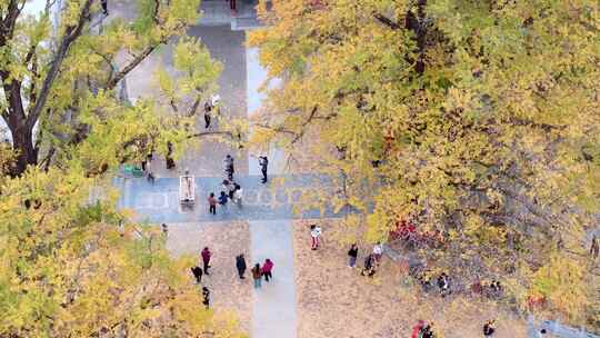 航拍平顶山文殊寺银杏