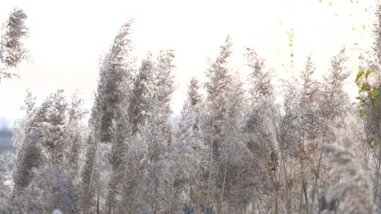 芦苇 芦苇荡 水面