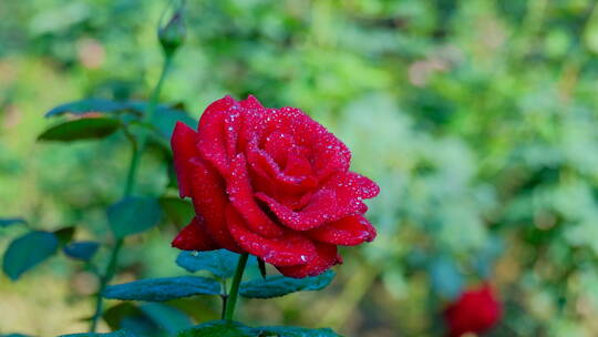 玫瑰花 月季花 鲜花 露水 春暖花开