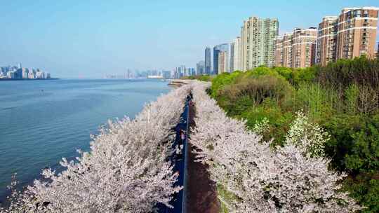 杭州滨江樱花跑道