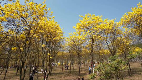 黄花风铃木