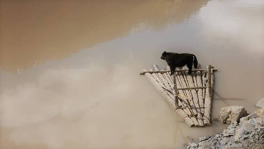 木筏牦牛视频高原湖泊站在木筏上的黑色牦牛