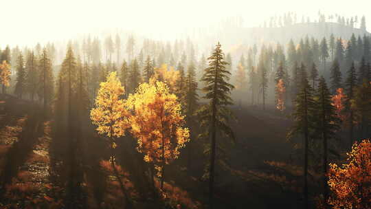 秋天日落时山上充满活力的松树林