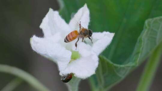 田园野趣：蜜蜂飞舞蒲瓜花间，钻入采蜜