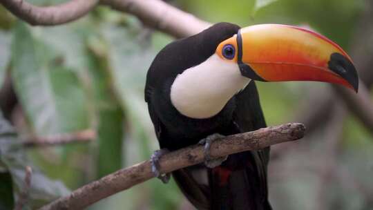 一只Ramphastos toco或巨型巨嘴鸟栖息在茂密的亚马逊地区的树枝上的慢动作镜头