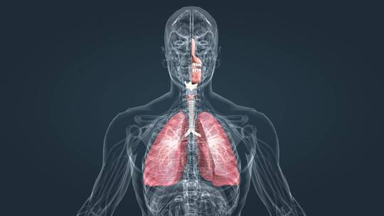 上呼吸道肺呼吸支气管炎疾病医学三维动画