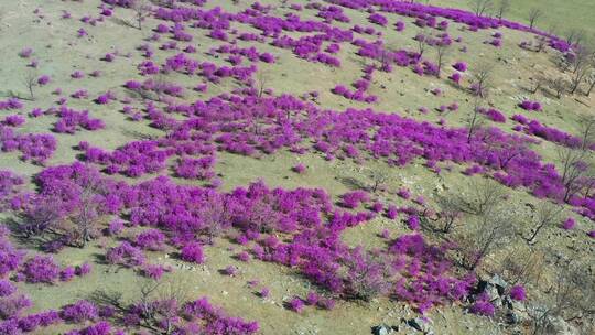 扎兰屯杜鹃花 4k高清视频