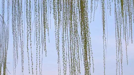 春天柳树发芽柳枝随风摆动 合集