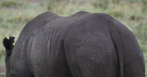 肯尼亚黑犀牛在田野里吃草的后景——特写