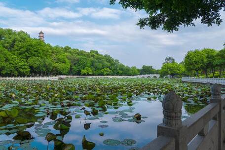 佛山高明区灵龟园 荷花池地标延时