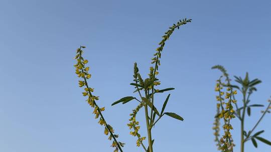 决明子药草植物特写镜头