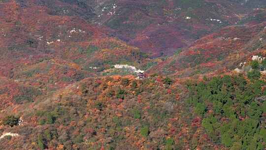 秋日红叶森林航拍满山红叶