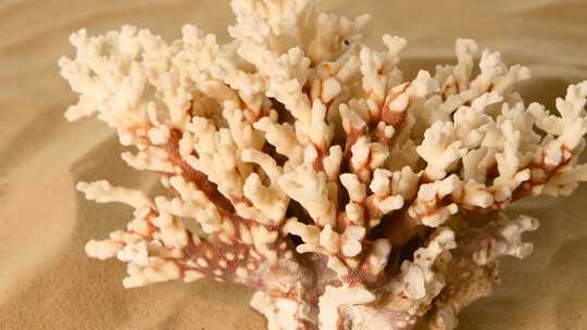 珊瑚在沙，旋转，特写