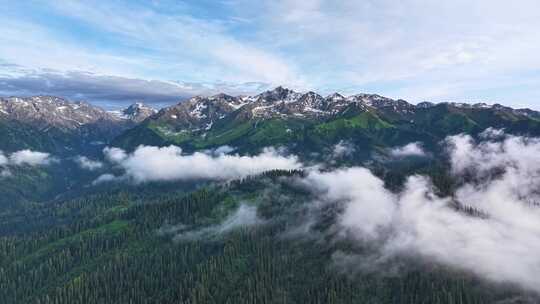 航拍新疆雪山森林风光