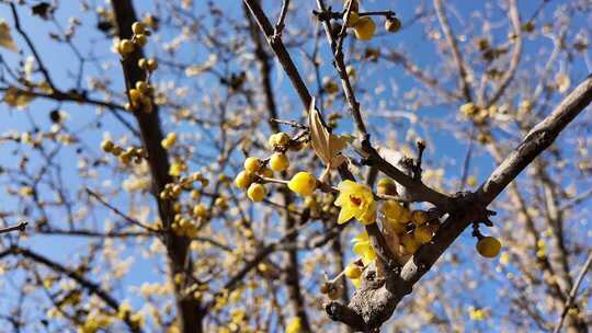 冬季盛开腊梅