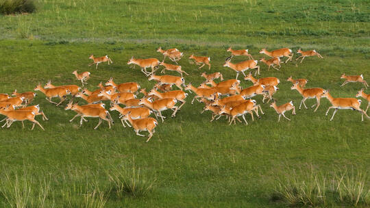 青海湖的普氏原羚奔跑