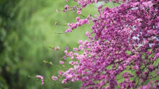 河边的桃花