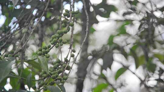 埃塞俄比亚咖啡发源地种植园