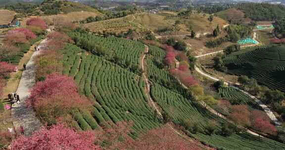 福建漳平龙岩永福樱花茶园