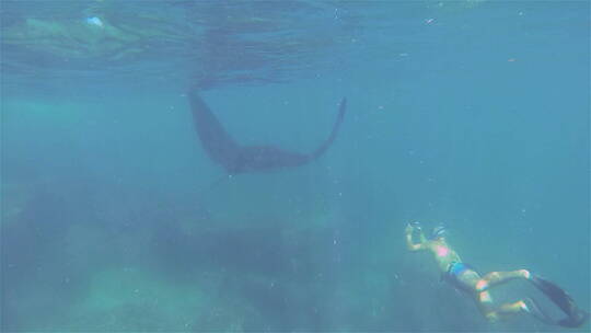 潜水员在水下与一条巨大的蝠鲼并肩游泳