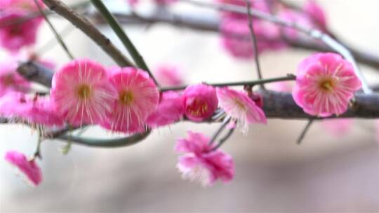 春季红色梅花景观