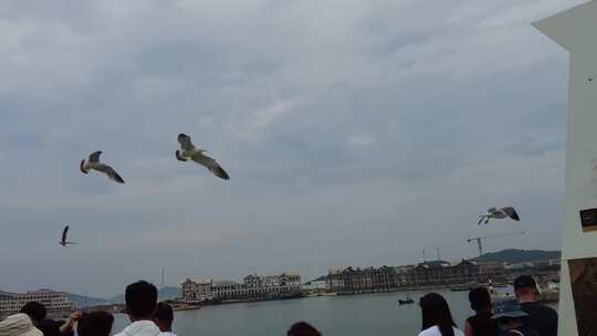 大海海洋蓝天海鸥飞翔实拍