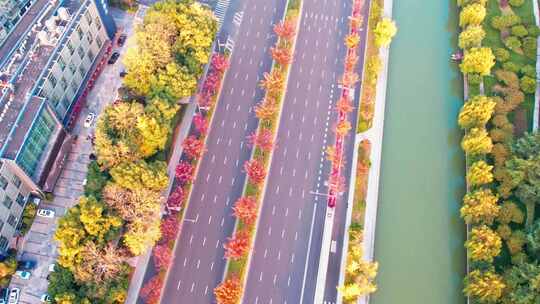 秋天城市道路秋色风景