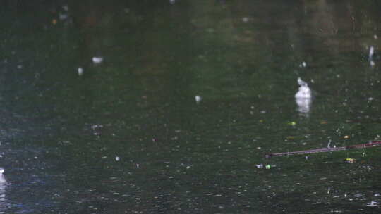 节气谷雨下雨雨滴滴落地面的特写镜头