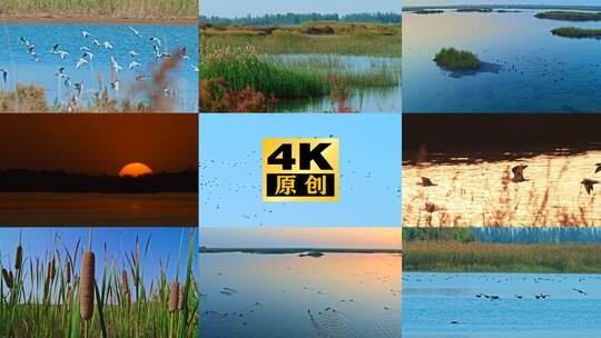 湿地鸟群大全 白鹭 鸿雁 大雁 野鸭候鸟