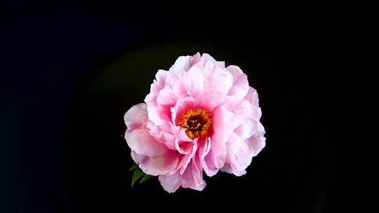 粉红色的牡丹花