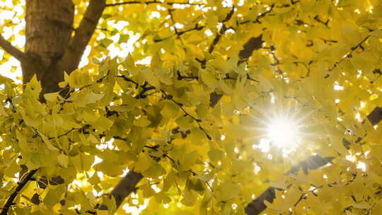 金秋银杏叶隙的阳光