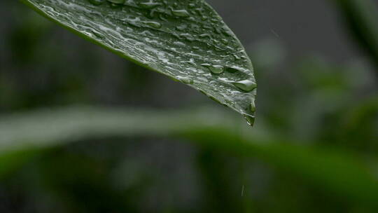 植物水珠视频素材