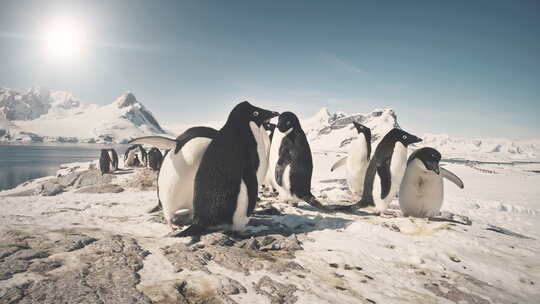 南极雪地上的企鹅群特写视频素材模板下载