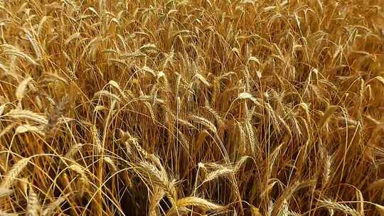 特写丰收金色麦田成熟小麦农业经济