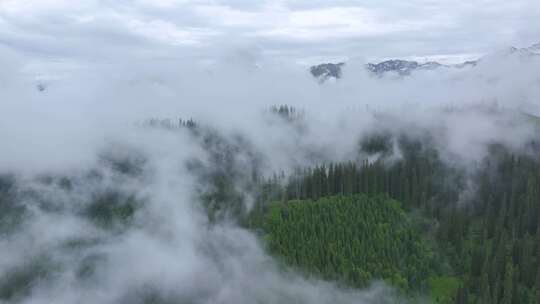 航拍新疆雪山森林风光