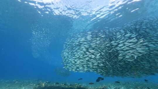 浅滩，鱼，海洋，海底