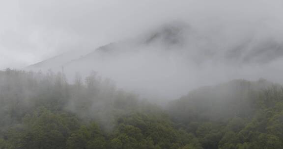 浓雾中的灌木林