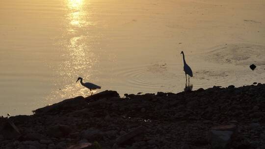 洛阳洛河日出鸟类生态环境航拍