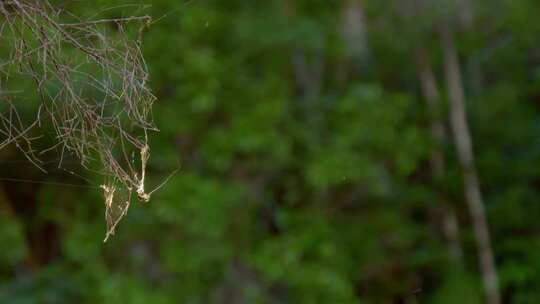 4K原始森林蜘蛛织网捕食